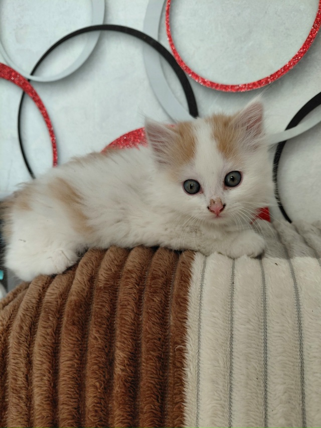 Отдам котят в добрые руки, к лотку приучены,кушают всё.
...