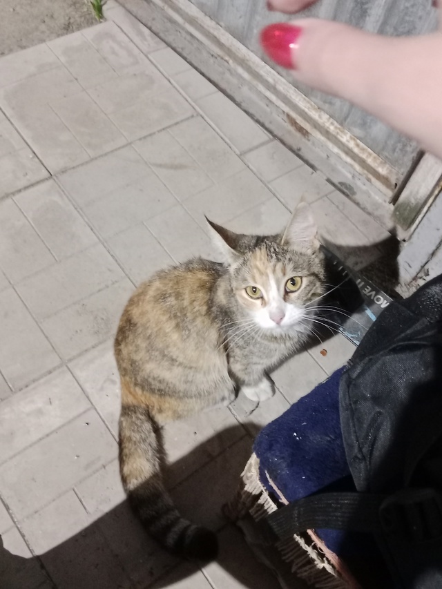 Может у кого-то потерялась кошечка? Район ПМК, или може?...