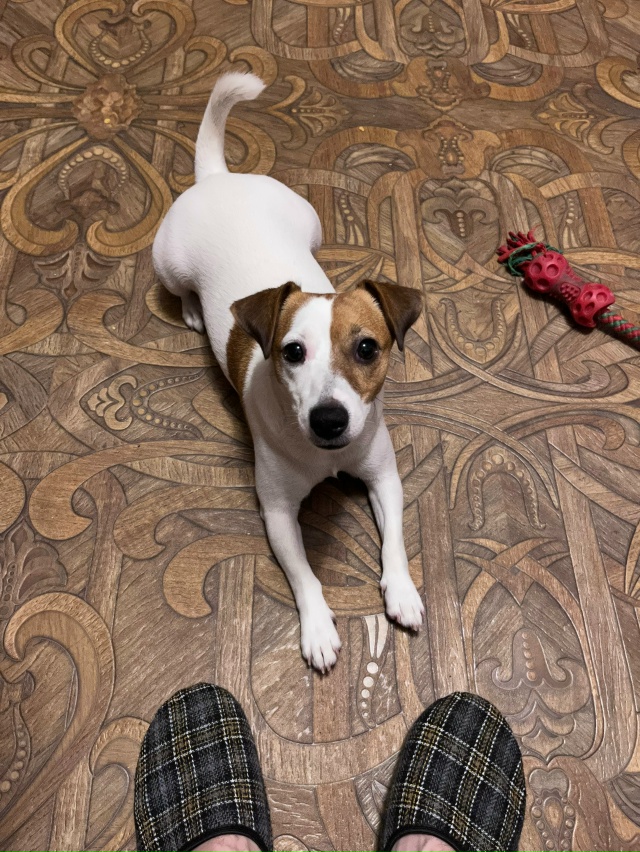 Пропала собака 🐶
Порода: Джек Рассел.
Кличка: Вита.
Зв...