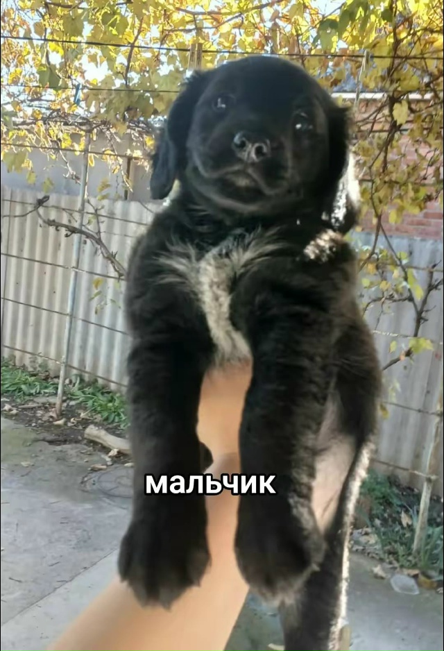 Отдам щенков в добрые руки. Им уже почти два месяца, куш...