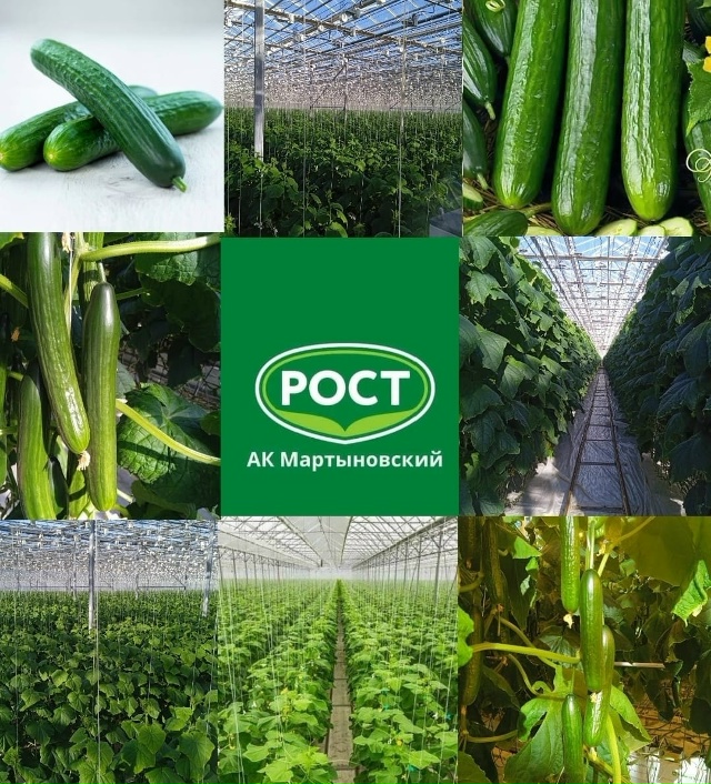 В АГРОКОМПЛЕКС МАРТЫНОВСКИЙ ТРЕБУЮТСЯ ОВОЩЕВОДЫ (верх...