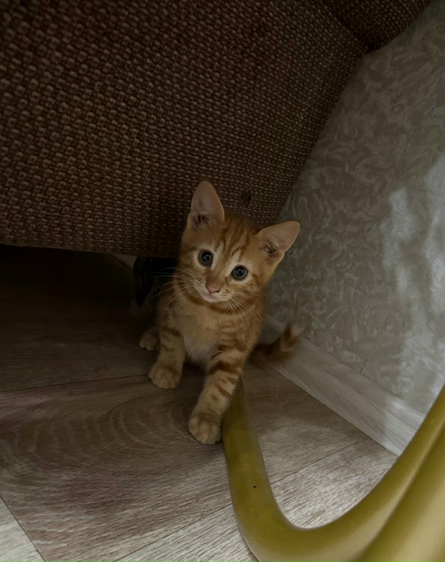 Отдам котенка в добрые руки, маленький тигренок, возра?...