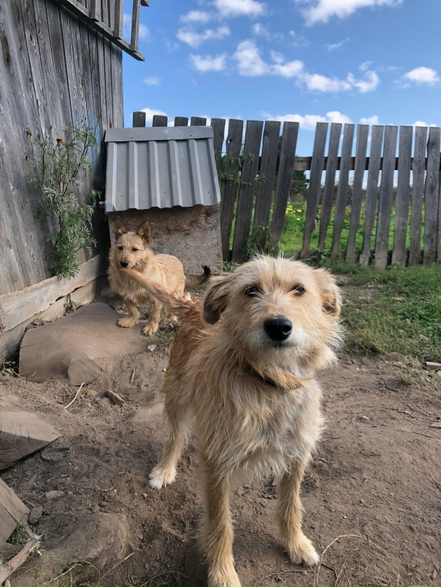 ‼️СРОЧНО ‼️СРОЧНО‼️
Ищут дом маленькие рыжики- ест?...