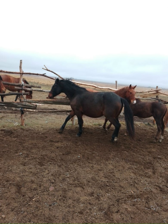 Продам кобылу(5 лет) с жеребенком (7 мес).
Подробности по ...