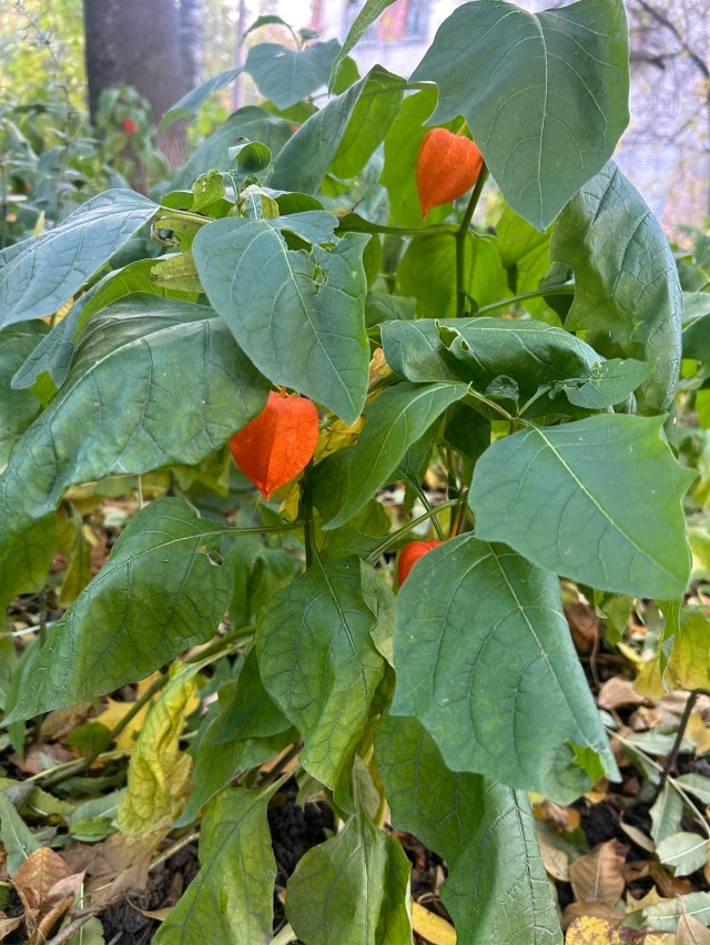 Цветы в листве, но не сдаются)
Физалис особенно хорош