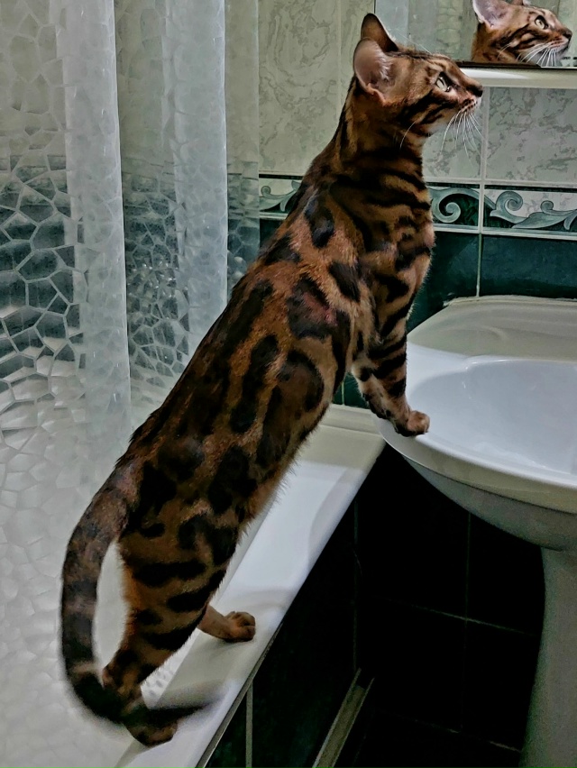 Любимый котяра! Ричард!!!