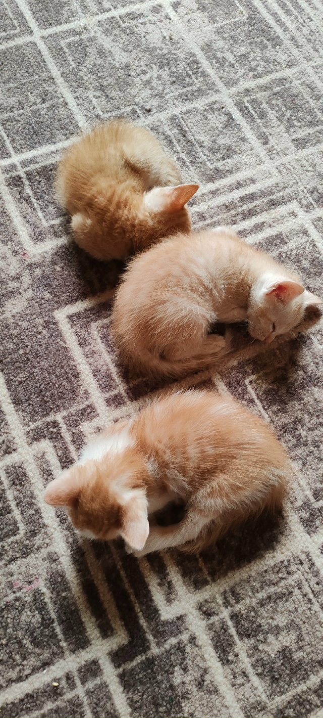 Отдам котят в добрые руки 🤲3 рыжих мальчика, к лотку пр...