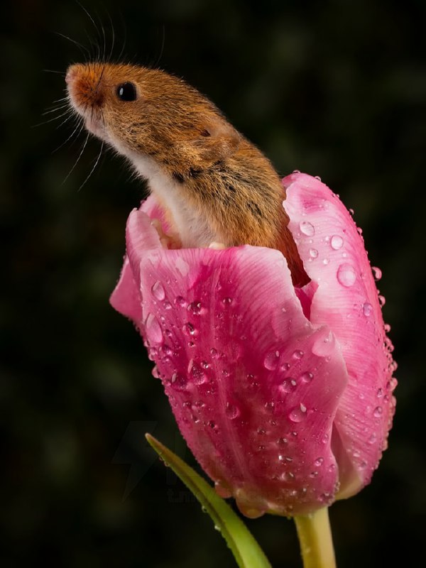 Милота дня: вкатываемся в РАБочую неделю с идеальным антистрессом.
На фото — мыши-малютки, которые