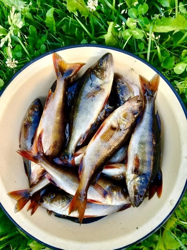 ? День рыбака удался! ?
р. Шоноша, Вельский р-н, Архан...