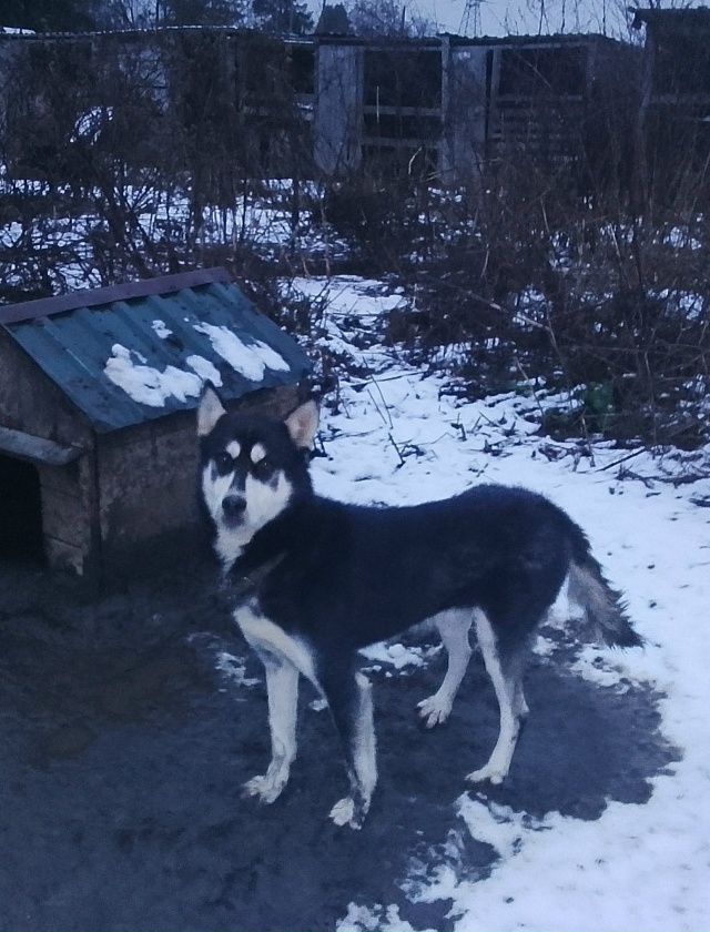 Очень нужна помощь с погашением долга Ноева ковчега! В ...