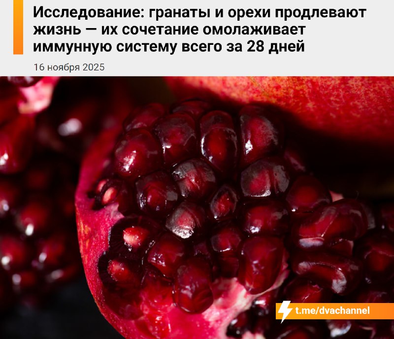 Смесь гранатов и орехов может омолаживать иммунитет всего за 28 дней, показало исследование
Люди, к