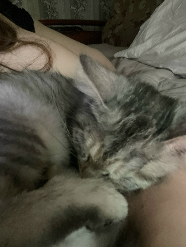 Пропала кошка-котенок, ул. Пионерская 1/20, 3 подьезд, выб?...