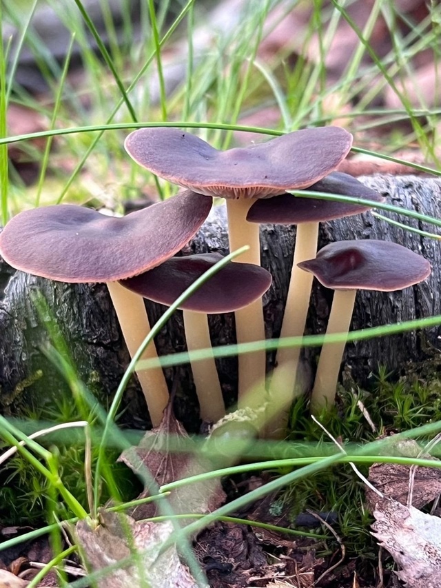🍄 Мурманчане делятся фотографиями своих богатых гриб...