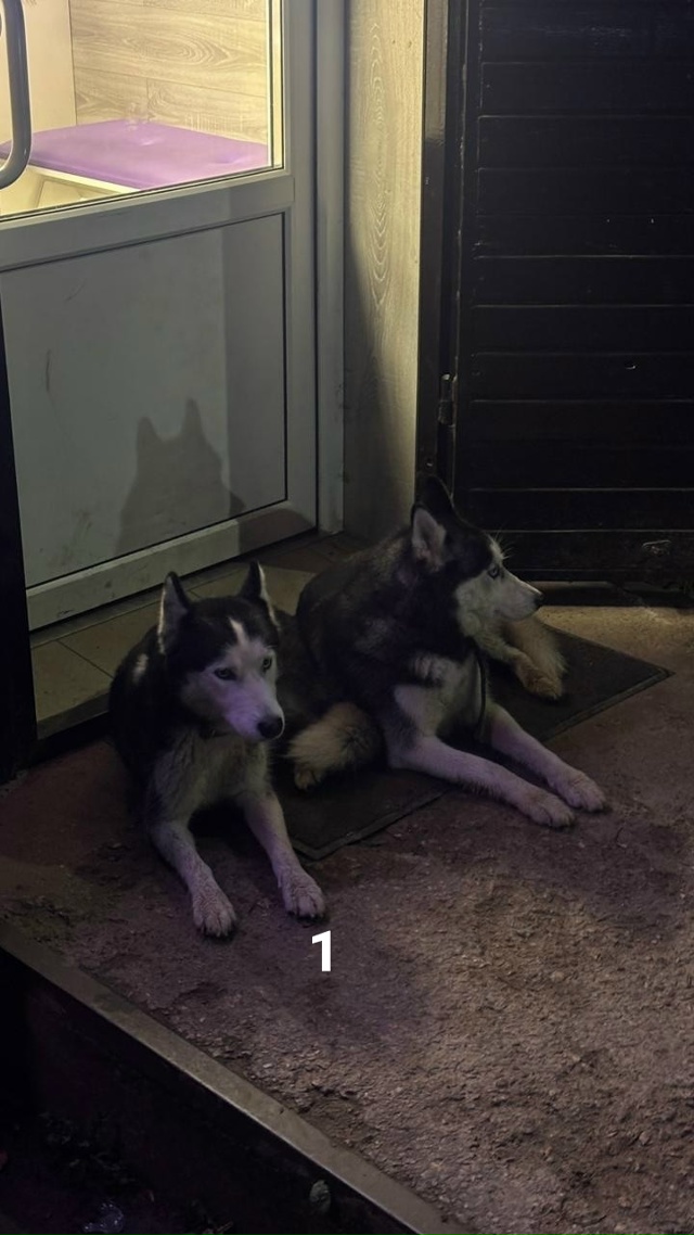 #ПотерялиНашлиПомогите
1 Кто потерял двух замечатель?...