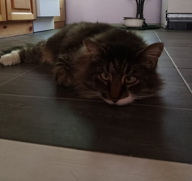 Мои любимые котики. Дворянин Косыгин 9 лет, и Черномырд?...