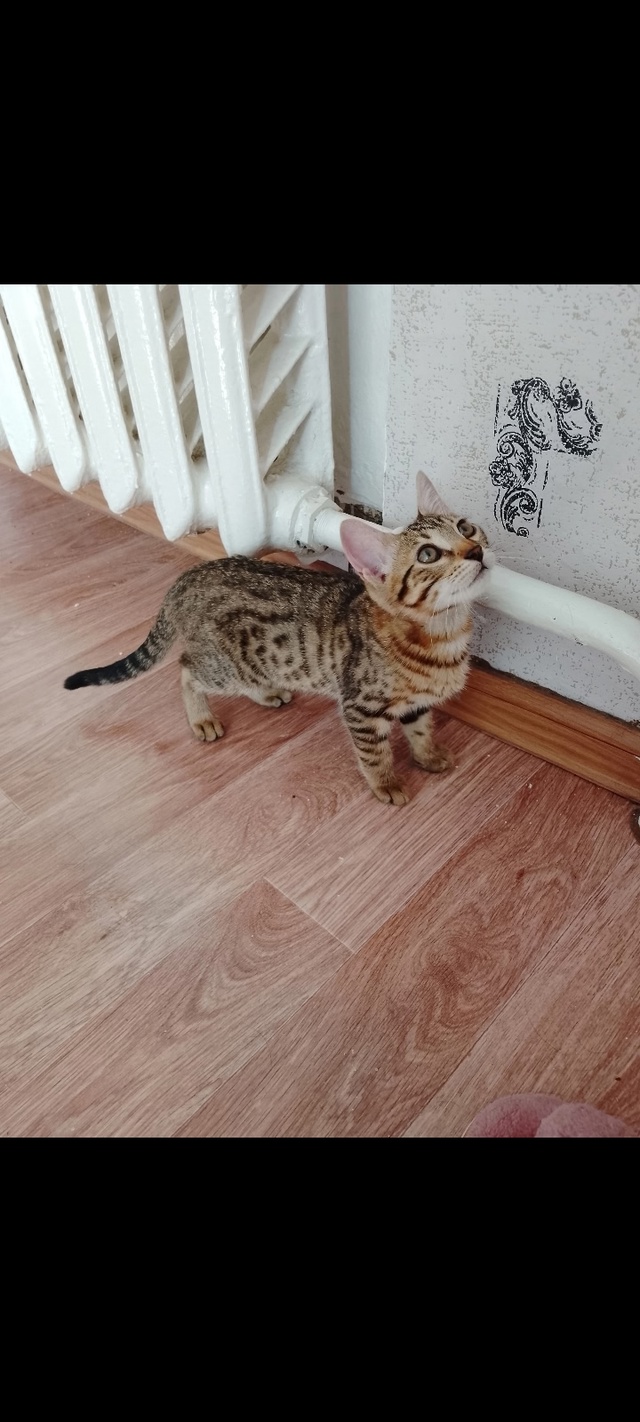 Потерялся котёнок девочка. Кличка Элси, возраст 3 месяц...