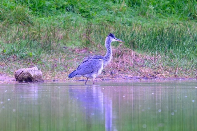 Когда залетел за легким осенним завтраком, на обновлен...