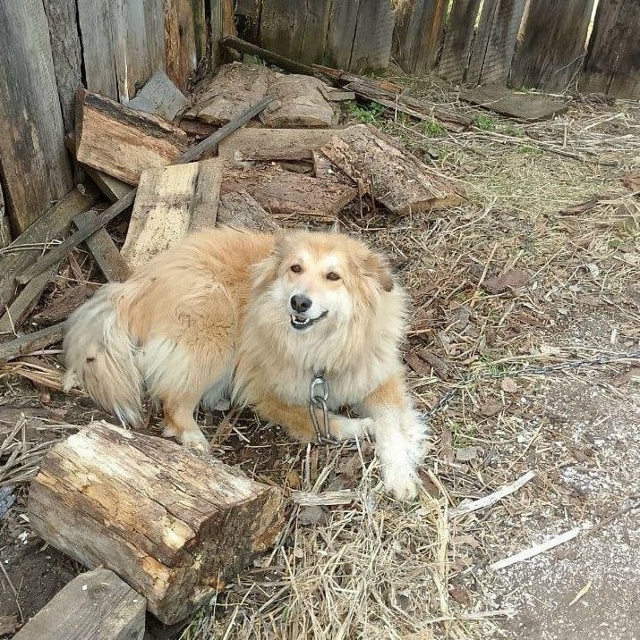 г. Бородино.
Отдаются в добрые руки собачки разного воз...