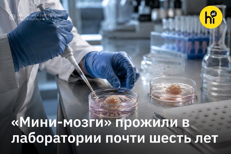 ⏳ Человеческие «мини-мозги» прожили в лаборатории почти шесть лет — и запомнили свой возраст
Ученые