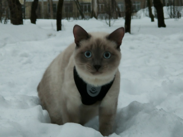 У нас потерялся кот ,  как нет его дома уже 3 недели,. Иск...