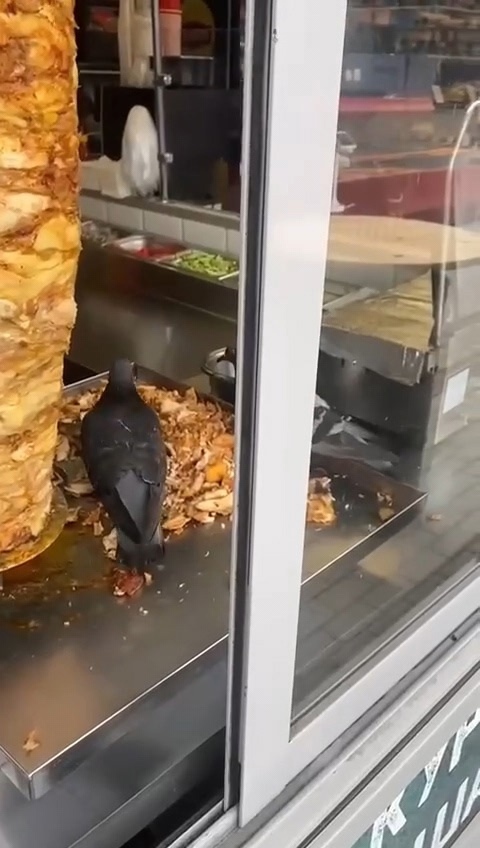 Гoлуби пеpекycили шaypмoй прямо в лapьке😱