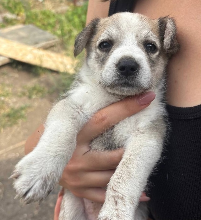 Щенки 🐶 мальчики в добрые руки, кушают всё, будут сред?...