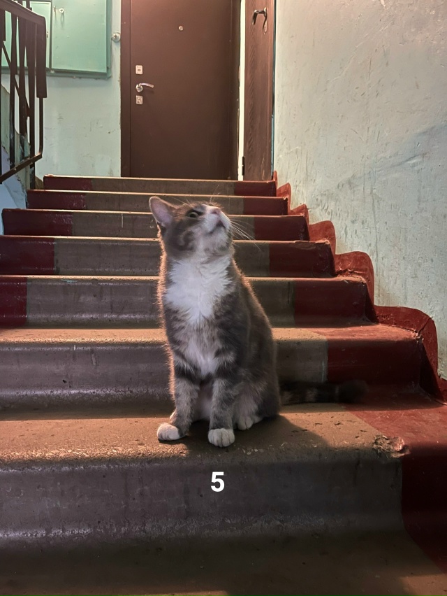 #ПотерялиНашлиПомогите
1 Ищем старых или новых хозяев...