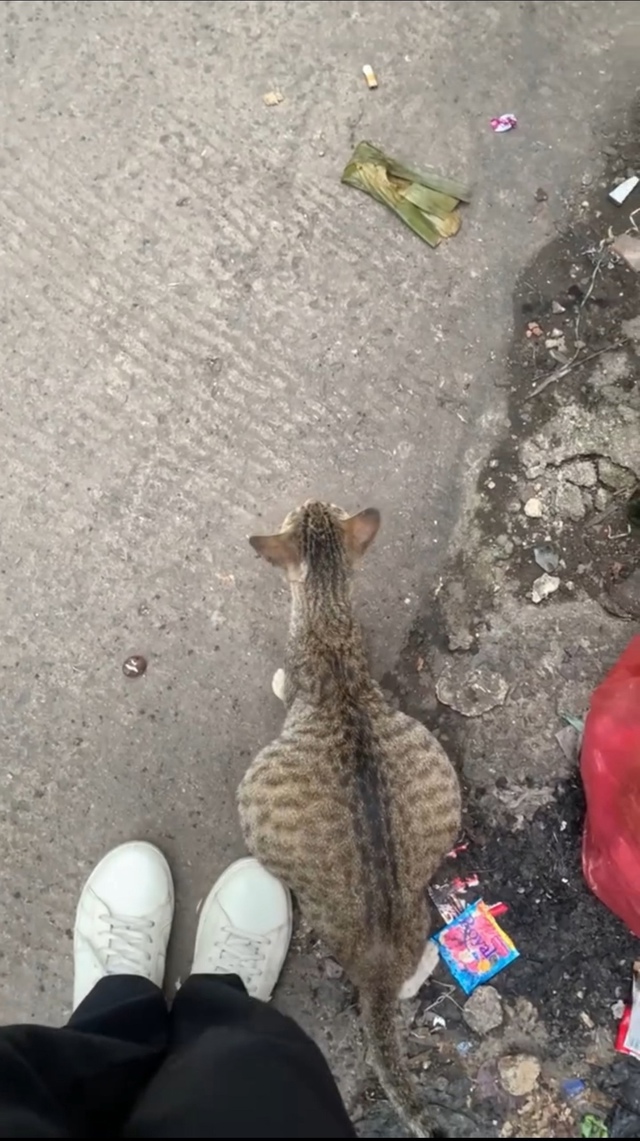 барсик что с тобой?