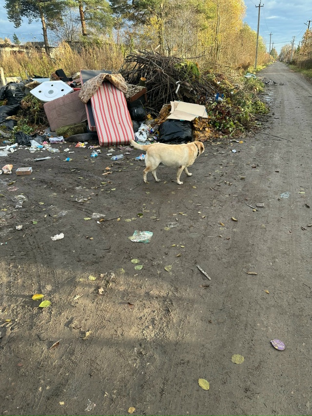 Чей лабрадор около помойки на 3-йсоветской?
