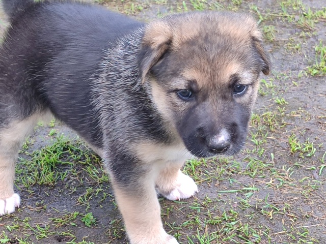 🐶Пристраивается щенок, мальчик, возраст-1 месяц. Звони...