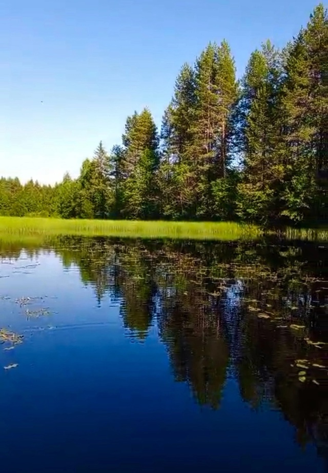 ? День рыбака удался! ?
р. Шоноша, Вельский р-н, Архан...