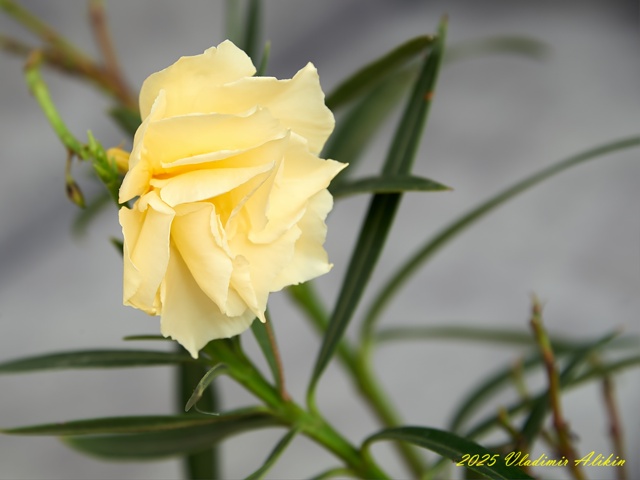 Балконные ))), хвастайте своими )!