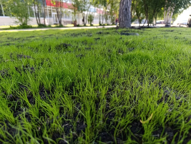 Друзья.
Газоны – не тропинки. Трава – не коврик у квар?...