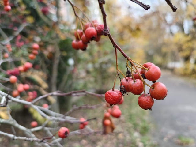 🍂🍁☔ Осенний Ковров