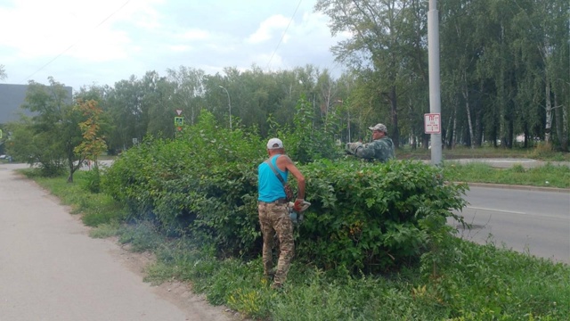 В Салавате полным ходом идет стрижка кустарников🌳 Р?...