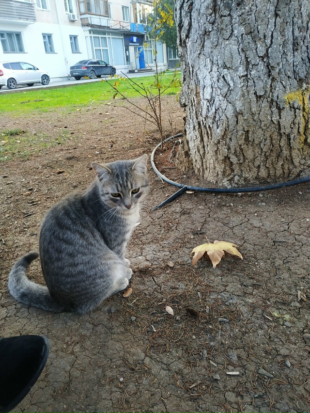 Никто котика не терял? Чистый, ручной. Парк Соколова (пе...