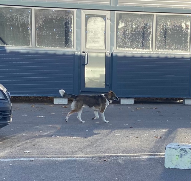 Сегодня (19.10) в 10:30 у магазина магнит (в Разметелево) бег?...