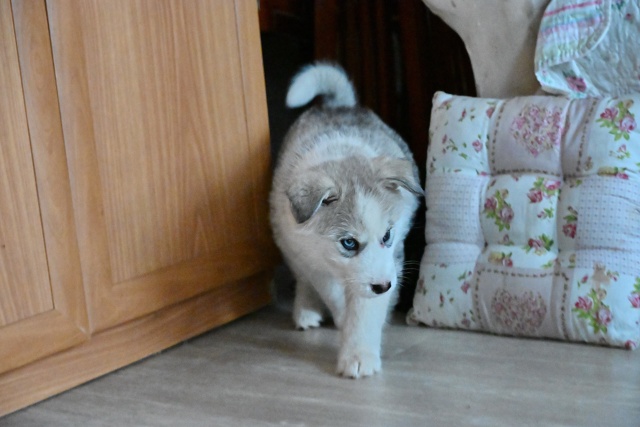 ?ДВА МАЛЬЧИКА-КРАСАВЧИКА ИЩУТ ДОМ!?
Щенкам -малышам ?...