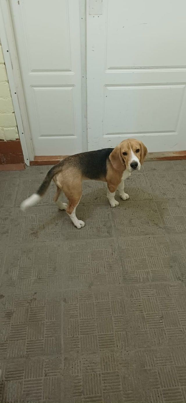 Чья собака на Рыбников 3-Б уже несколько дней бродит?