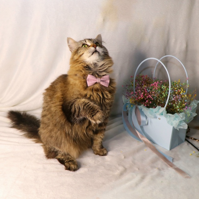 ⭐️Раф⭐️
Рафаэль - весьма харизматичный кот. Крупны?...