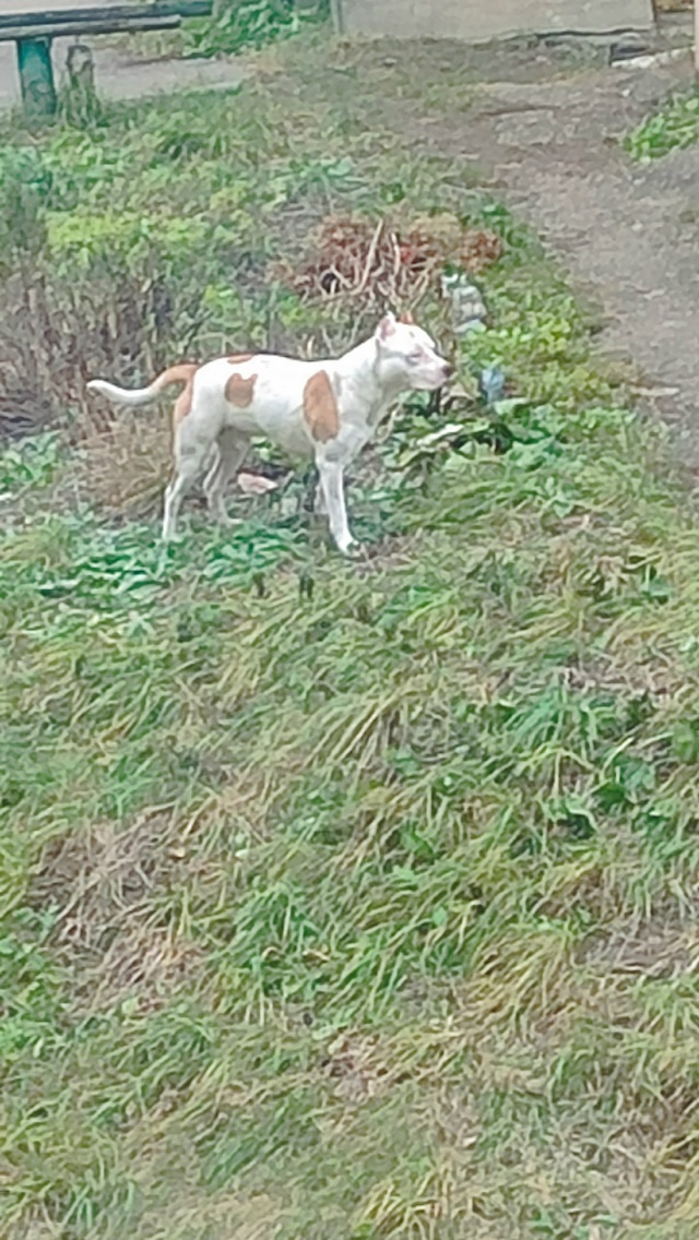 Кто потерял собаку??? Напугана,растеряна,близко не подх...