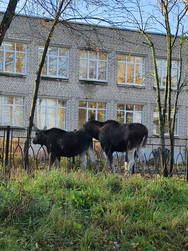 У 20 школы гуляет лосиха с лосенком 🦌