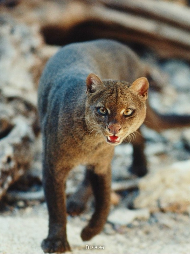 Это ягуарунди — необычная кошка, которая решила, что б?...