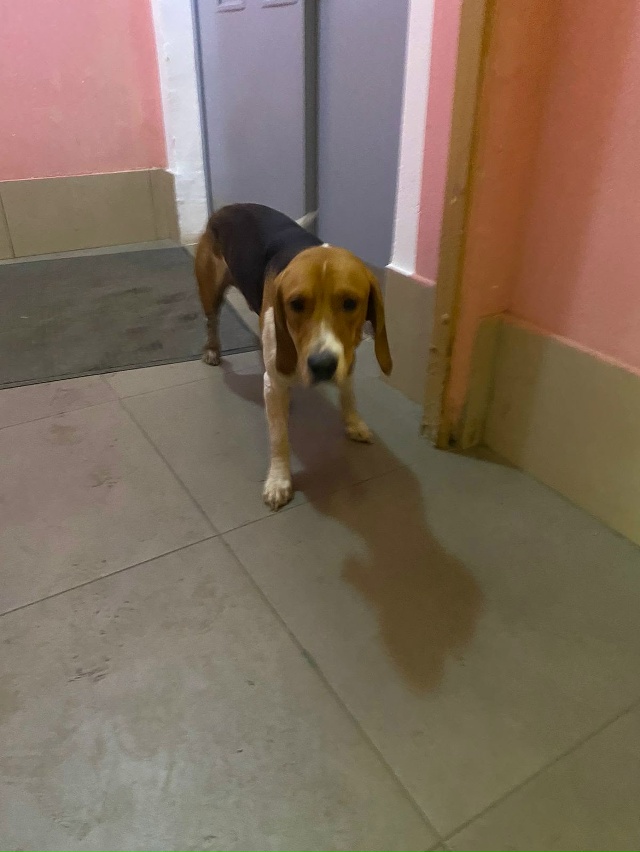 Репост🙏 найден вчера вечером центральный проезд 17
8993...