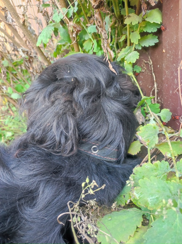 Найдена собака, помогите найти хозяина! Если Вы узнали ...