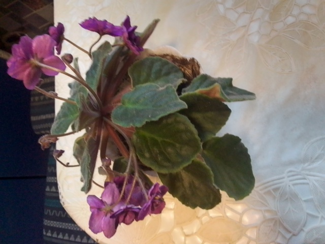 Анонимно
Продам фиалки в плошках, цветущие не требуют ...