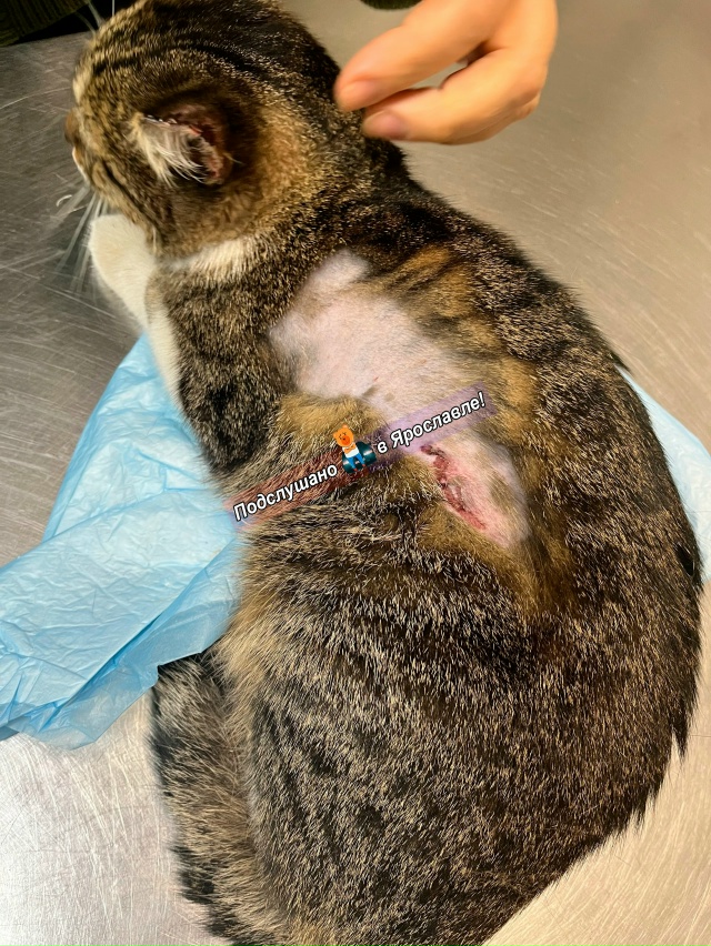 Здравствуйте! Прошу опубликовать пост с целью найти лю...