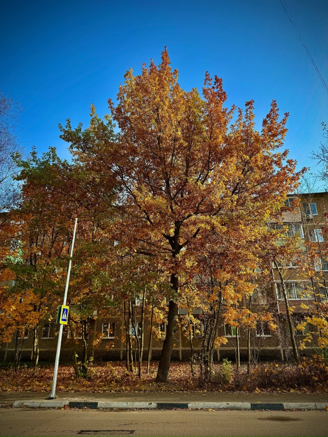 Золотая осень в городе