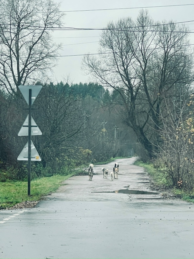 На улице Дубовской обосновалась стая бродячих собак. Ж...