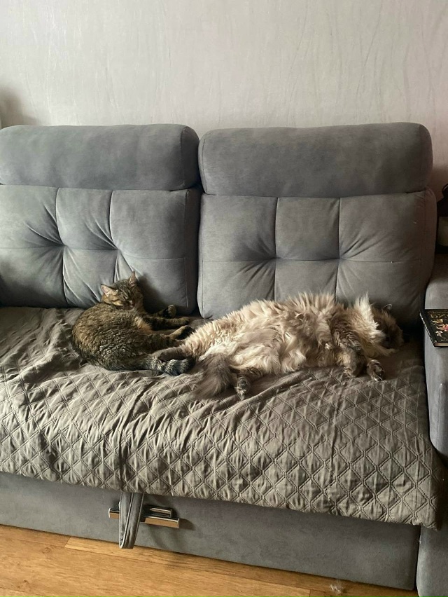 Пришел с работы домой и увидел такую картину😹Судя по ?...